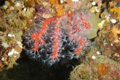 Corallium rubrum