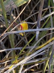 Bossiaea ensata