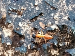 Camponotus nigriceps