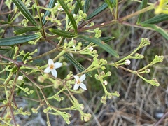 Zieria laxiflora