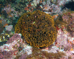 Steginoporella chartacea