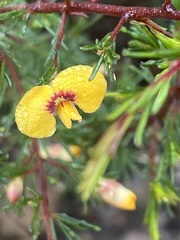 Dillwynia tenuifolia