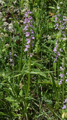 Dactylorhiza iberica