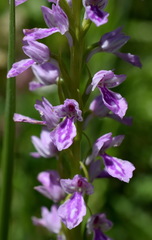 Dactylorhiza iberica
