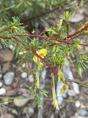Dillwynia tenuifolia