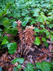 Orobanche hederae