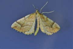 Eulithis mellinata
