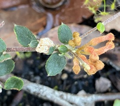 Grevillea centristigma