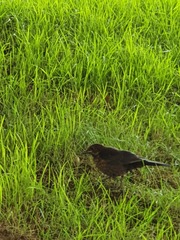 Turdus merula