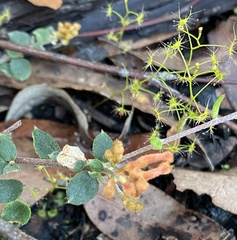 Grevillea centristigma