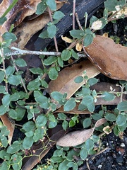 Grevillea centristigma