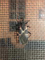 Triatoma sanguisuga