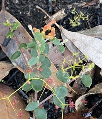 Grevillea centristigma
