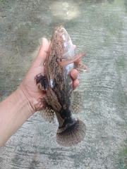 Oxyeleotris marmorata