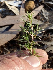 Dillwynia tenuifolia