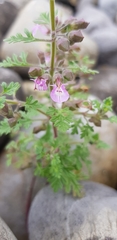 Teucrium botrys