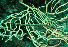 Syngnathus acus