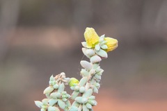 Maireana pyramidata