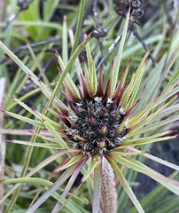 Dasypogon