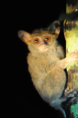 Tarsius spectrumgurskyae