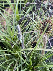 Dasypogon