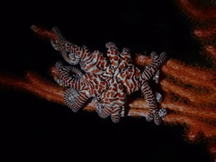 Conocladus australis