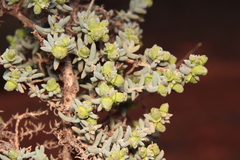 Maireana pyramidata