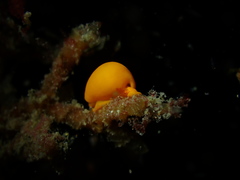 Cystiscidae