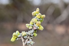 Maireana pyramidata