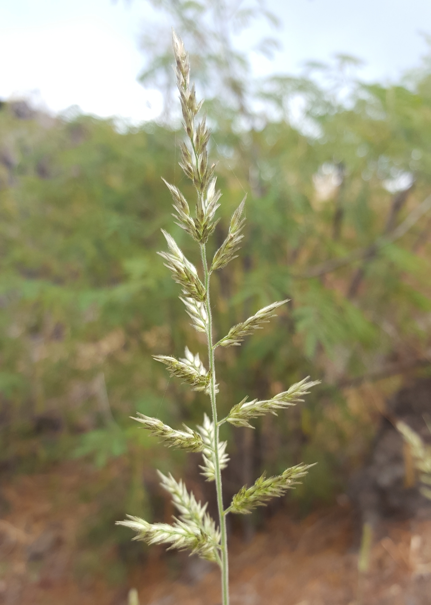 (c) François Rousseu, certains droits réservés (CC BY-NC) https://www.inaturalist.org/observations/85743844