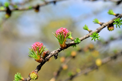 Larix decidua