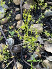 Drosera modesta