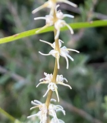 Tripterococcus brunonis