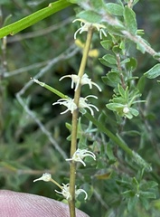 Tripterococcus brunonis