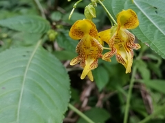 Impatiens edgeworthii