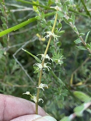 Tripterococcus brunonis