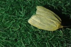 Zelotherses paleana