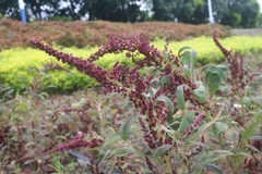 Amaranthus hypochondriacus
