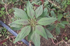Amaranthus hypochondriacus