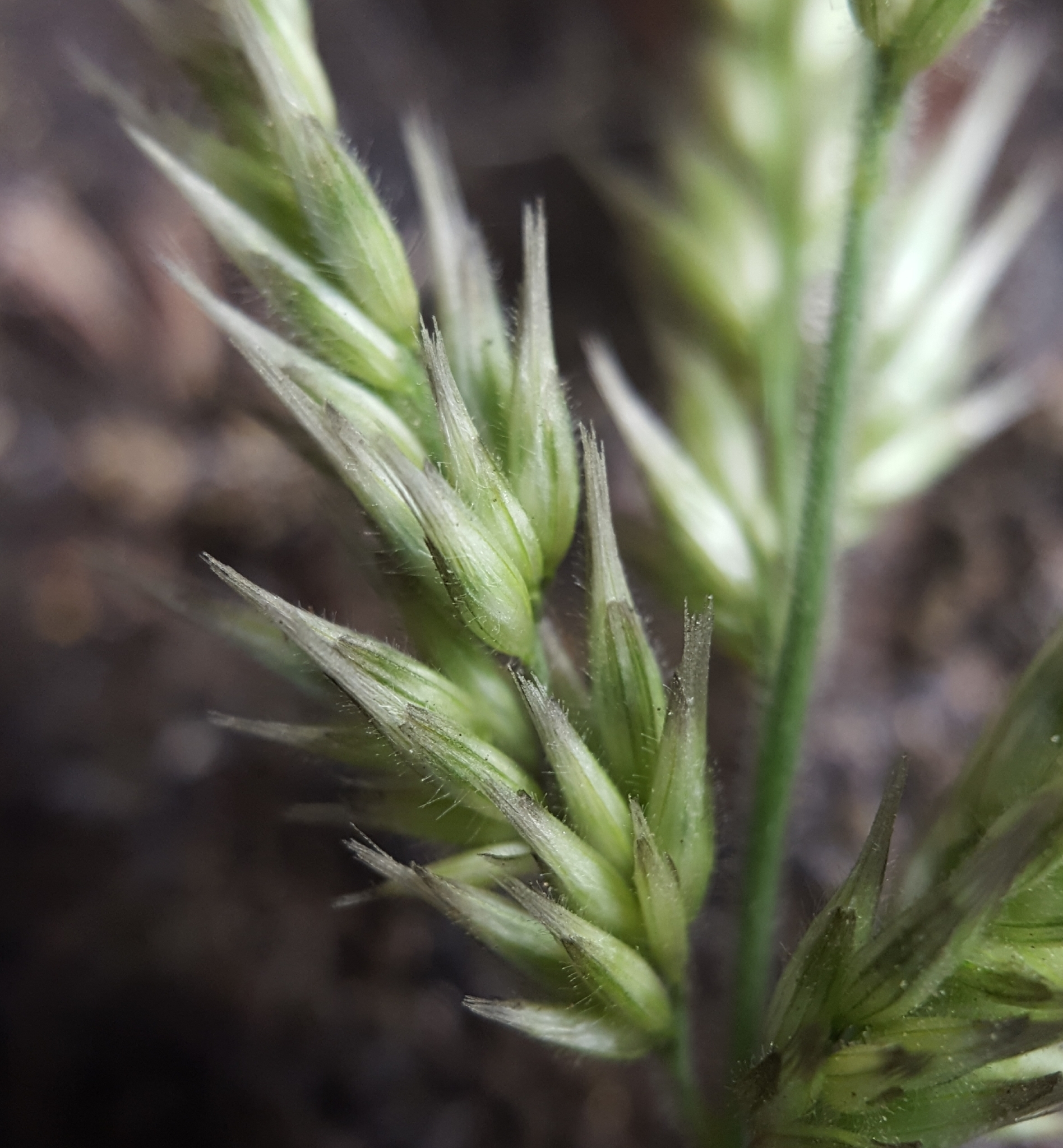 (c) François Rousseu, certains droits réservés (CC BY-NC) https://www.inaturalist.org/observations/85743844