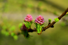 Larix decidua