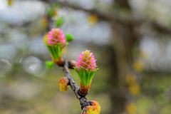 Larix decidua