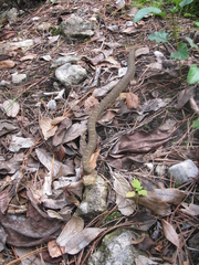 Crotalus aquilus