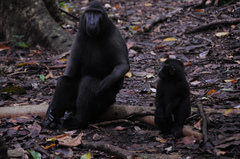 Macaca nigra