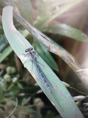 Enallagma cyathigerum
