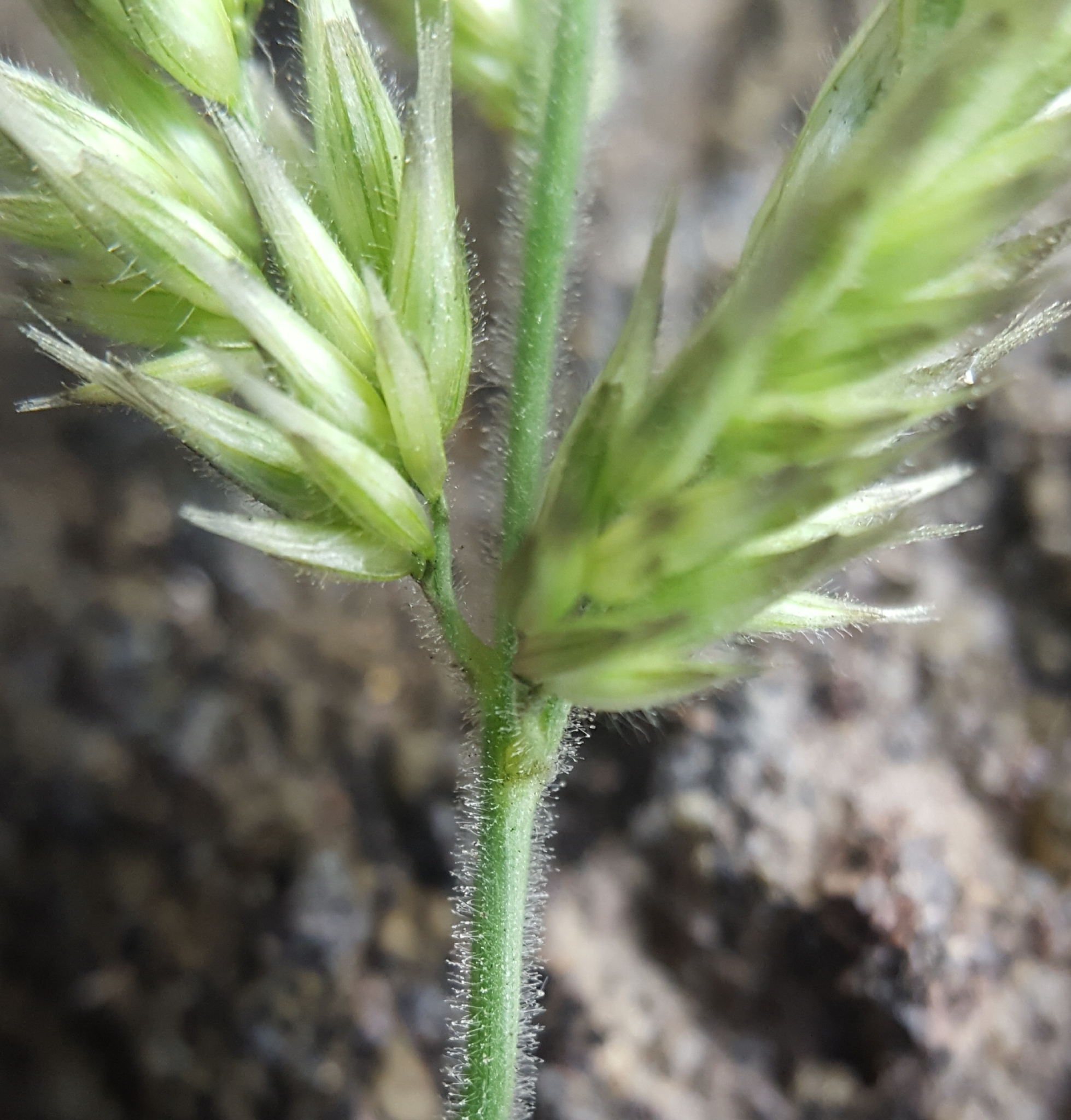 (c) François Rousseu, certains droits réservés (CC BY-NC) https://www.inaturalist.org/observations/85743844