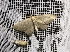 Philereme vetulata