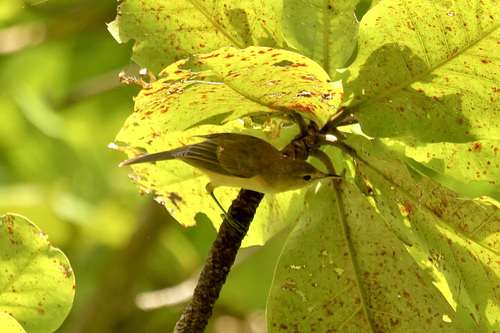 Acrocephalus rehsei, 2016-04-16