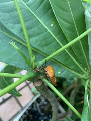 Tessaratoma papillosa