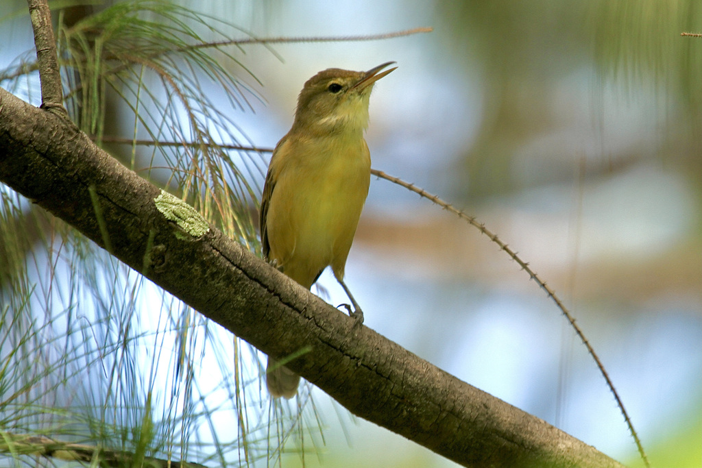 Nauru Reed Warbler photo